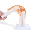 thumbnail image 1 of Anatomical Knee Joint With Ligaments Model, Human 1:1 Life Size, For Science Classroom Study, Displ, 1 of 5