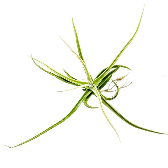 Tillandsia Glabrior Air Plant