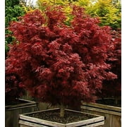 Shaina Dwarf Japanese Maple - Live Plant - ( 2.5 QT )