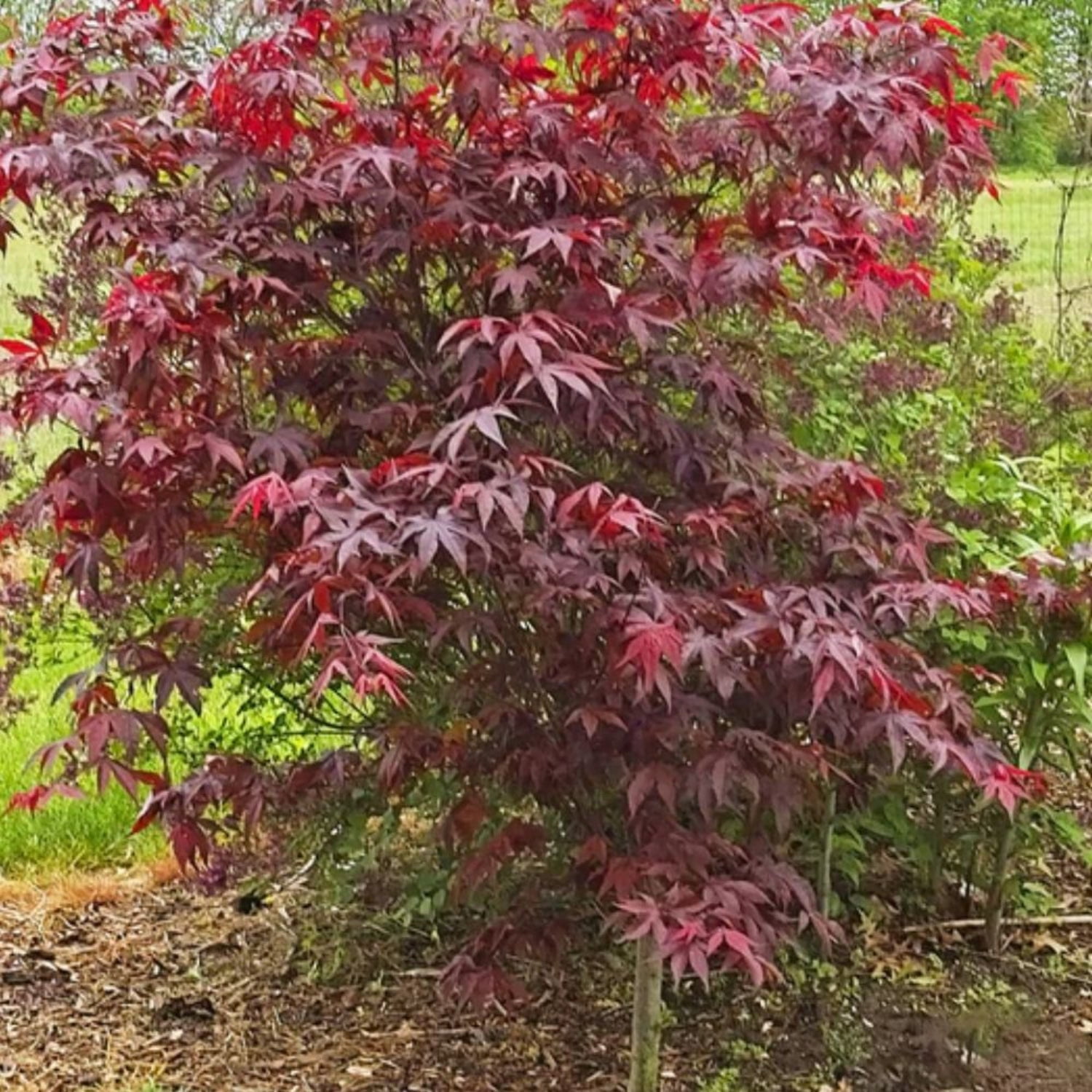 Expert Gardener 1-2 ft tall Emperor I Japanese Maple Live Tree in 1-Gallon Grower Pot