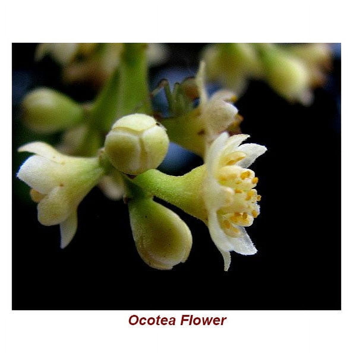 Ocotea Ishpink Essential Oil 5 ml (1/6 fl oz) - 100% Pure and Natural by Silky Scents