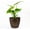 Metallic Espresso, variant on GreenLine Manufacturing American Essence 18 Inch Round Plastic Planter, Indoor and Outdoor Decorative Plant Pot, Black