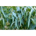 thumbnail image 4 of 25 TASMANIAN Blue Gum TREE / EUCALYPTUS Globulus Flower Seeds, 4 of 11