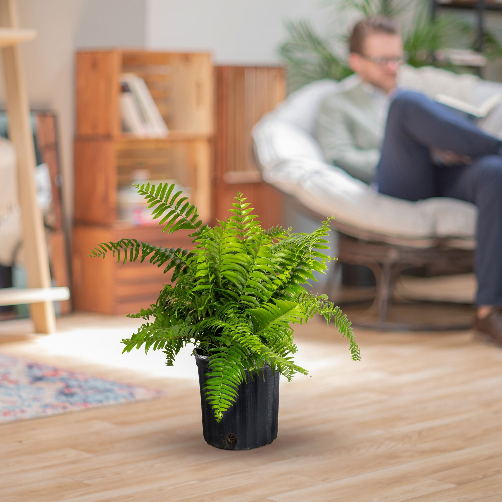 Costa Farms 24" Macho Fern Live House Plants in 10" Grower Pot