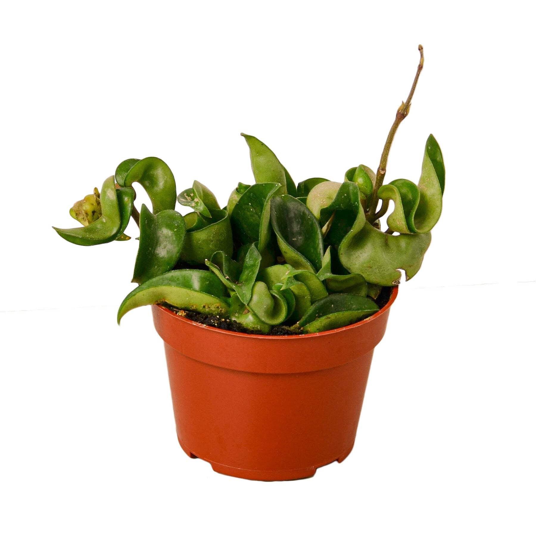 Hoya Rope Plant, 4" Pot, Indoor Houseplant, Easy Care, Live Plant for Indoor & Outdoor