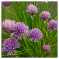thumbnail image 3 of Everwilde Farms - 500 Organic Chives Herb Seeds - Gold Vault Jumbo Bulk Seed Packet, 3 of 5