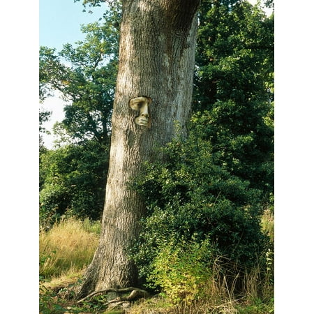 Forest Tree Face Garden - Unusual Garden Enchanted Forest Face Set in Tree Trunk October Groombridge Place, Kent Print Wall Art By Sunniva Harte
