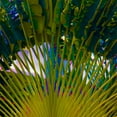 thumbnail image 2 of Simons 12x12 Gold Ornate Wood Framed with Double Matting Museum Art Print Titled - Neon Palm III, 2 of 4