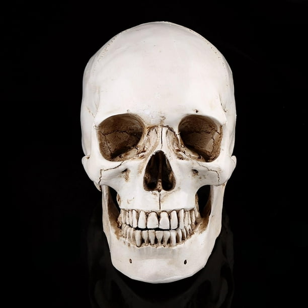 Modèle de crâne humain Rdeghly, modèle de dessin, 1pc résine blanche crâne  humain taille réelle modèle de dessin réplique dessin ornement de fête 