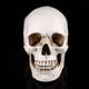 thumbnail image 2 of Modelo de calavera ANGGREK para decoración de fiesta de Halloween, 2 of 8
