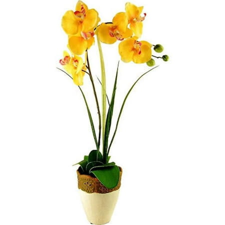 26 in. Phalaenopsis Orchid & Grass in a Embossed Ceramic