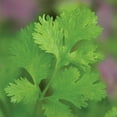 thumbnail image 3 of Burpee Common Cilantro Herb Seed, 1-Pack, 3 of 4