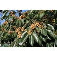 thumbnail image 3 of 30 Date Plum Tree Seeds for Planting - Diospyros Lotus, 3 of 4
