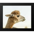 thumbnail image 2 of Stockton, Tyler 24x20 Black Modern Framed Museum Art Print Titled - Alpaca Portrait I, 2 of 5