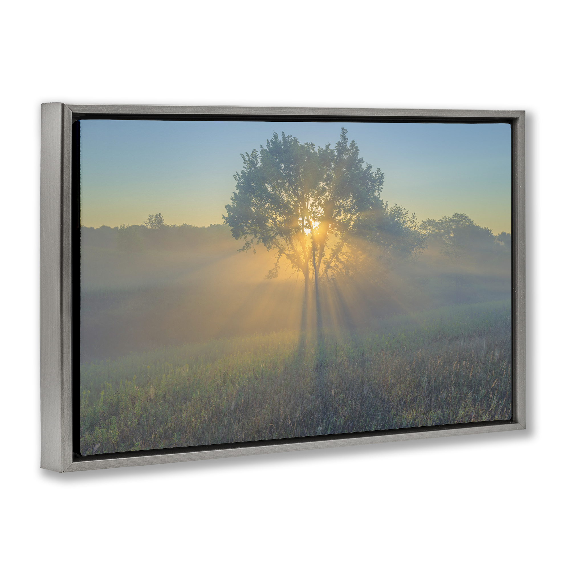 Stupell Industries Bright Sunlit Tree Landscape & Nature Photography Gray Floater Framed Canvas Art Print Wall Art, 31 x 21