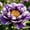 B, variant on Mixed Peony for Planting-Premium Garden Stake-Ornamental Home Decoration-Bloom Year After Year-(Non-Artificial)