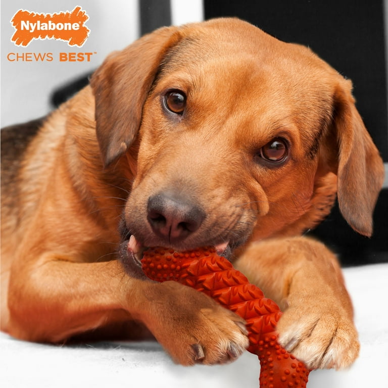 Nylabone Daily Dental Rubber Braid Bone for Dogs - Up to 35 lbs