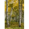 thumbnail image 2 of Head, Danny 11x14 Black Ornate Wood Framed with Double Matting Museum Art Print Titled - Autumn Aspens I, 2 of 4