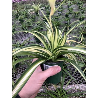 aetificial black coral snake plant Allstate Floral 28