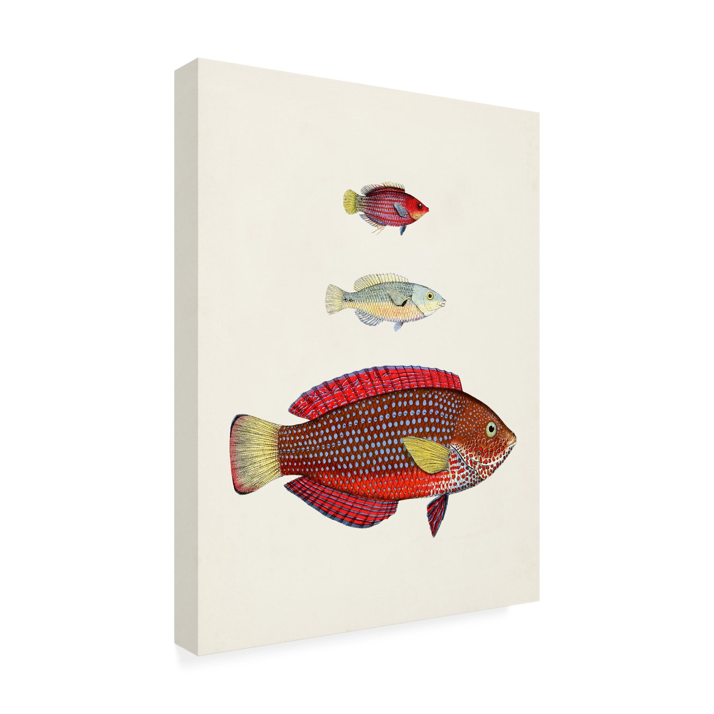 Unknown 'Colorful Tropical Fish II' Canvas Art