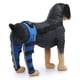thumbnail image 1 of Rodillera para perro soporte adicional azul L para dislocación y Artritis, 1 of 5