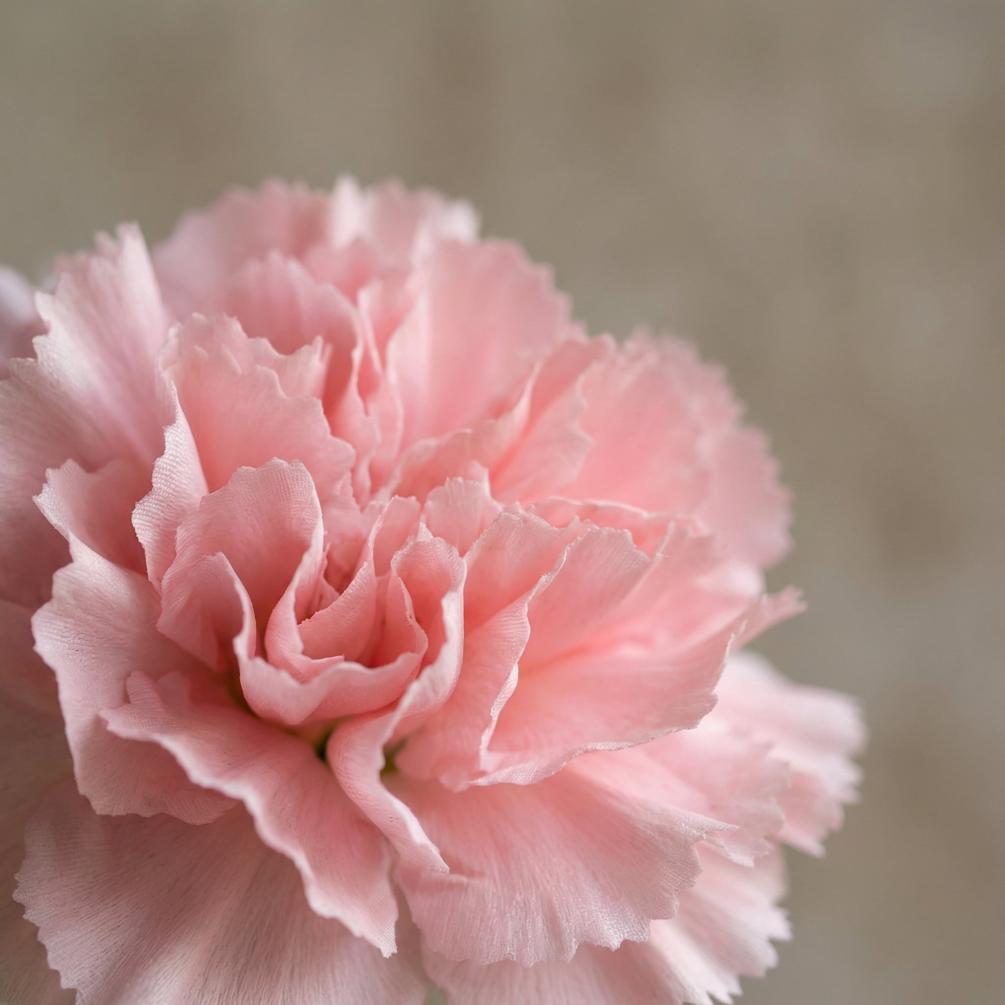 Unique Bargains Artificial Detachable Carnation Flowers Light Pink 5.9"