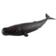 thumbnail image 4 of Figuras de ballenas realistas Ballena Realista Modelo Animal Educación Figura Suave Juguete Para Niños Ballena De Esperma Ballena de esperma Fanmusic Figuras de ballenas realistas, 4 of 6