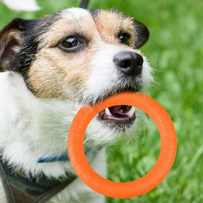 Small Dog Fitness Ring Dog Bite Ring Dog Training Ring, Pet Dog
