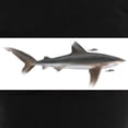 thumbnail image 3 of CafePress - Whitetip Shark Women's Dark Pajamas - Women's Short Sleeve Print T-Shirt and Pants Dark Cotton Pajama Set, 3 of 7
