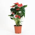 thumbnail image 1 of Anthurium Fleurs Rouges Plante Flamant Rose, Plante de Soie Décorative, Plante de Fleur de Queue, Plante de Feuilles de Dentelle pour Cadeau Mariage Décoration de Jardin, 1 of 2