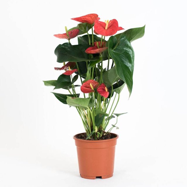Anthurium Fleurs Rouges Plante Flamant Rose, Plante de Soie Décorative, Plante de Fleur de Queue, Plante de Feuilles de Dentelle pour Cadeau Mariage Décoration de Jardin