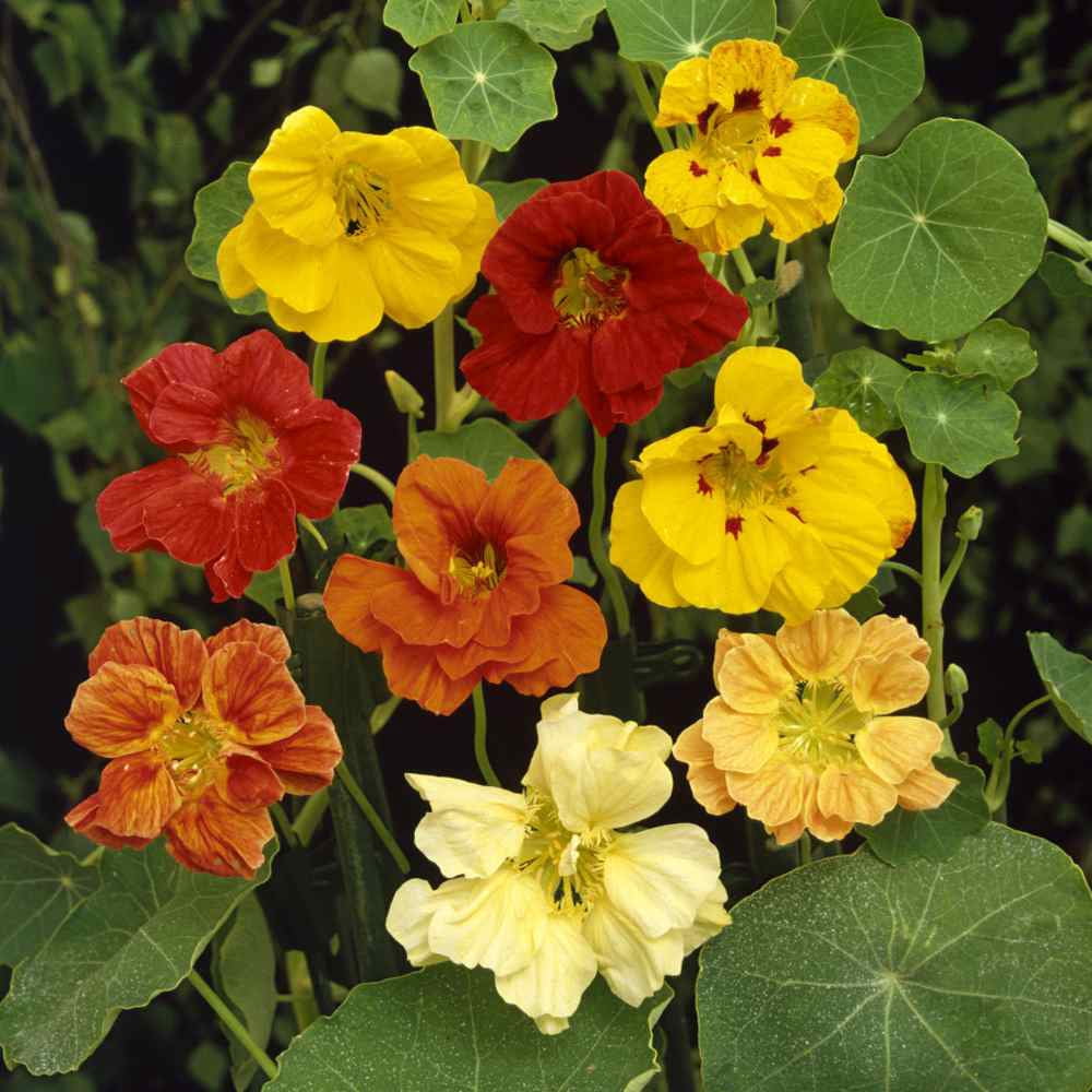 Nasturtium Seed - Jewel Mix Flower Seeds - 1 LB