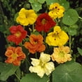 thumbnail image 4 of Nasturtium Seed - Jewel Mix Flower Seeds - 1 LB, 4 of 5