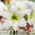 thumbnail image 2 of Easy to Grow Amaryllis White Christmas 1 Plant Bulb, Flower Indoor Holiday or Outdoor Spring Bloom, 2 of 6