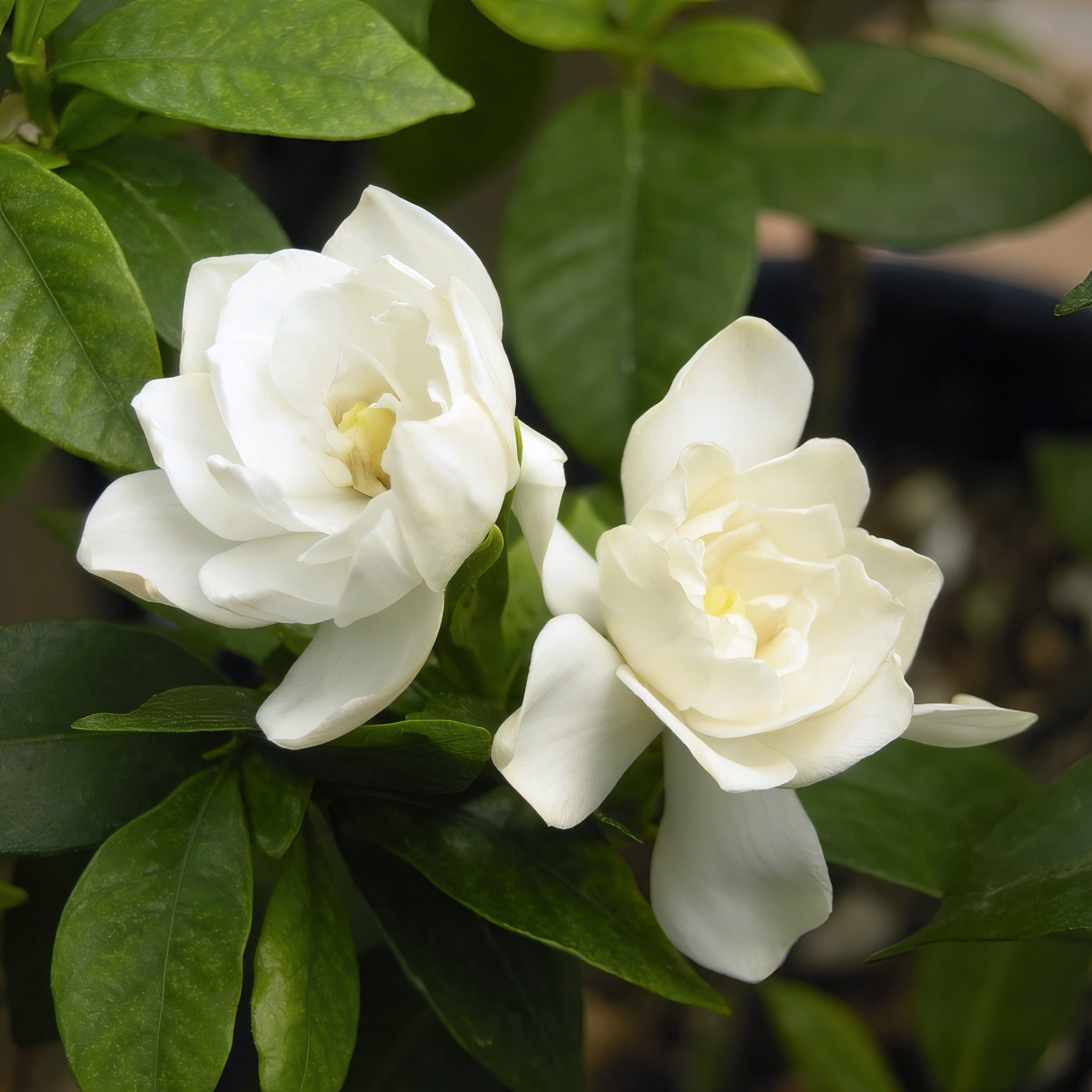 National Plant Network 4 in. Gardenia August Beauty (3-Pack)