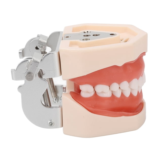 Modelo De Estudio De Dientes, Modelo De Enseñanza De Dentista Simulación De Goma Con Destornillador Para Práctica Para Niños
