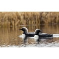 thumbnail image 2 of Archer, Ken 14x10 White Modern Wood Framed Museum Art Print Titled - Pacific Loon Pair, 2 of 4