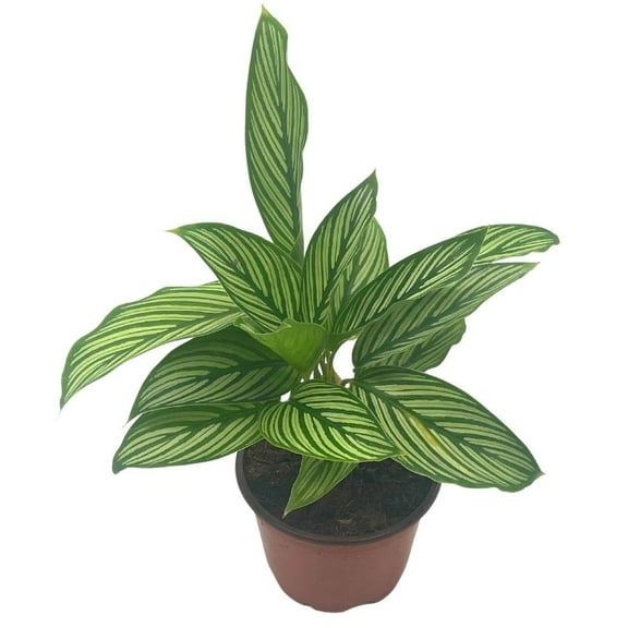 Calathea Vittata, 4 inch, Zebra Peacock Plant, Cathedral Plant
