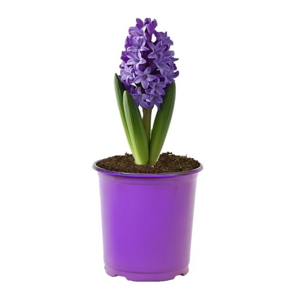 Expert Gardener 2.5QT Multicolor Hyacinth Bulb Live Plants in Gower Pot for Indirect Sunlight