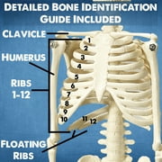 Evviva Sciences Human Heart, Torso and Skeleton Models - Best Set of 3 Hands-On 3D Model Study Tools for Anatomy and Physiology Students - with Anatomical Guide by Physicians - Learning Kit
