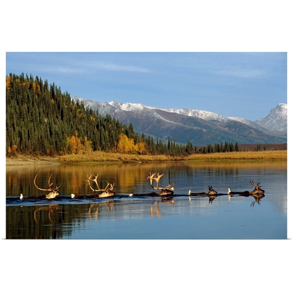 Great BIG Canvas | Rolled Nick Jans Poster Print entitled Caribou Herd Swimming Across Kobuk River, Arctic Alaska