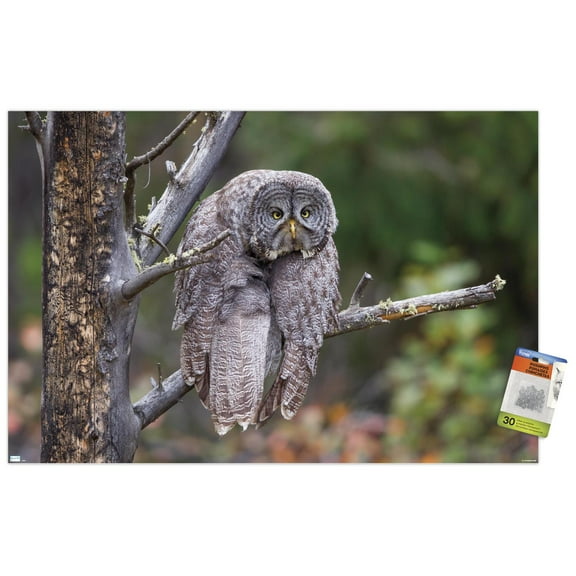 The Comedy Wildlife Photography Awards: John Blumenkamp - Monday Blahs Wall Poster with Pushpins, 22.375" x 34"