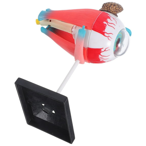WORGEOUS Anatomical Eye Model For Children Human Body Educational Toy Enhance Understanding Of Visual System Ideal For Science Education Home And Classroom