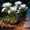 White, variant on DAYBETTER Solar Garden Lights with 5 Rose Flowers, 2 Modes, LED Waterproof Outdoor Solar Lights for the Garden Yard Patio Pathway, Blue, 2 Pack