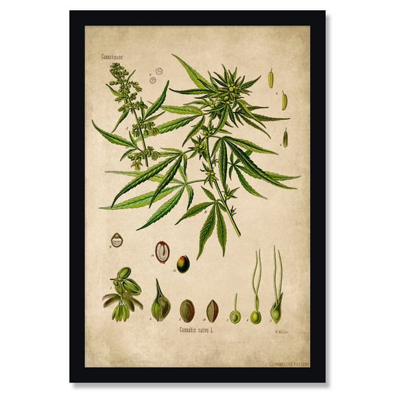 Cannabis Plant Botanical Illustration Poster by Pointless Posters