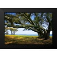 thumbnail image 2 of Hausenflock, Alan 14x11 Black Modern Framed Museum Art Print Titled - Live Oaks By The Bay II, 2 of 5