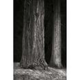 thumbnail image 3 of Geyman, Vitaly 11x14 Black Modern Framed Museum Art Print Titled - Ancient Forest II BandW, 3 of 5
