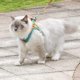 thumbnail image 4 of Cat Harness and Leash Set,Escape Proof Kitten Vest Harness with Collars for Walking, Easy Control for Small Large Kitten,M, 4 of 5