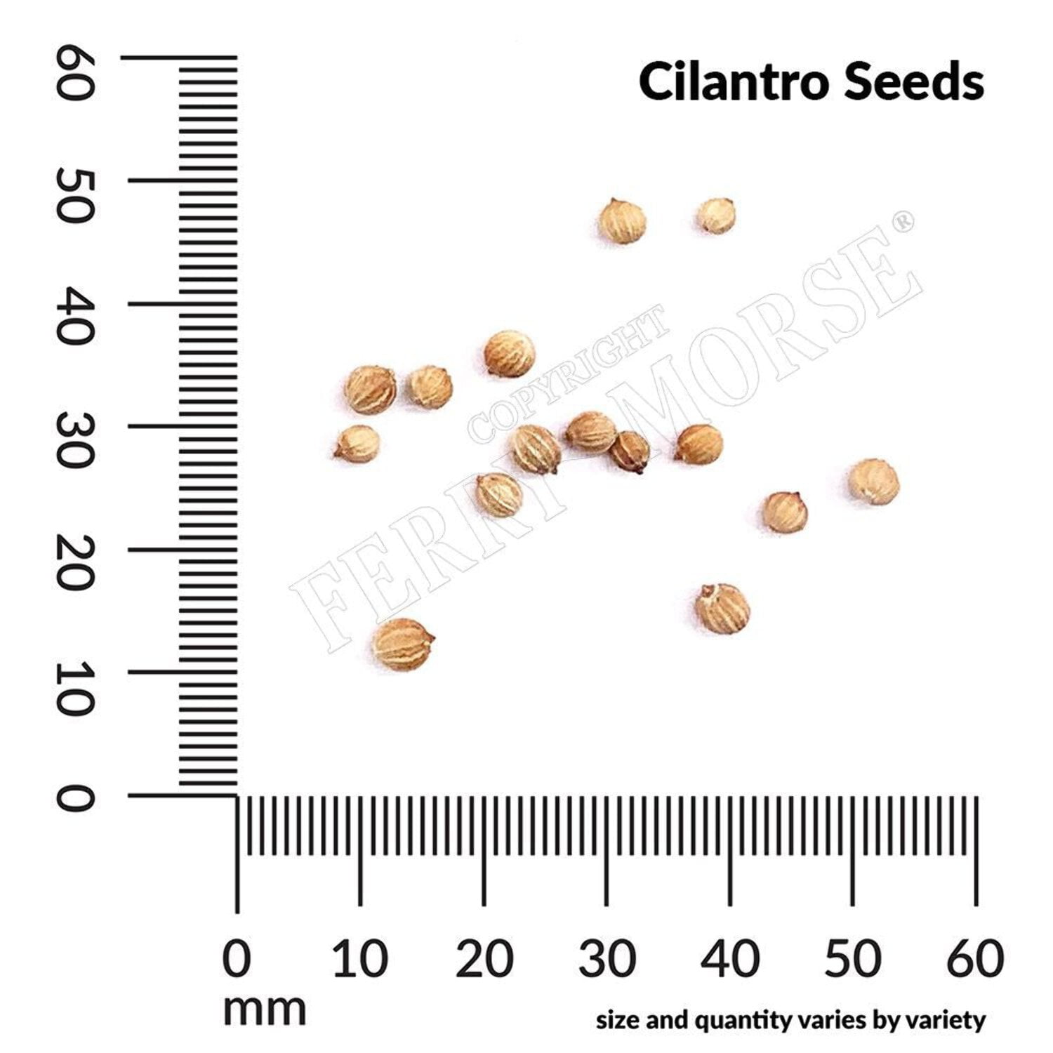 Ferry-Morse Online Edition Cilantro Coriander Seeds- 8 Pack