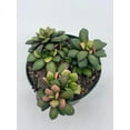 thumbnail image 4 of Anacampseros Telephiastrum Variegata, 4 inch Pot, Variegated Sunrise Succulent, Pink, tricolored, 4 of 9